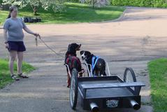 Amy, dogs, and cart, with exhaust
and vanity plate